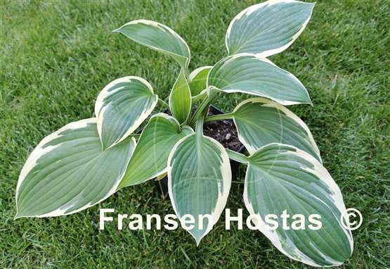Hosta Crowned Imperial