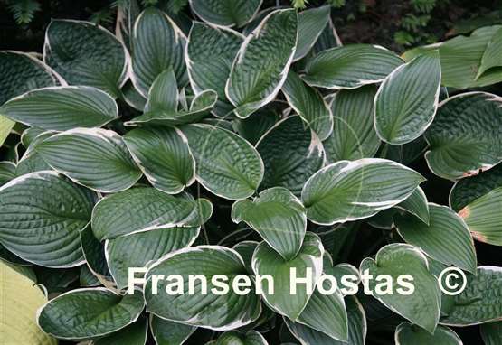 Hosta Crowned Imperial