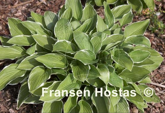 Hosta Crowned Imperial