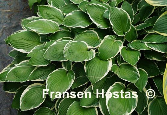 Hosta Crowned Imperial