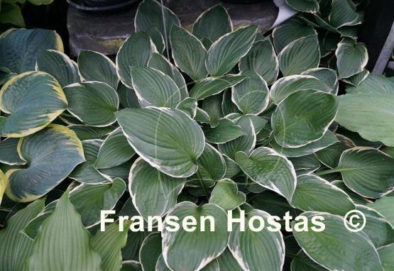 Hosta Crowned Imperial