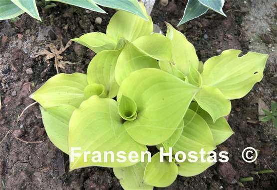 Hosta Crumb Cake
