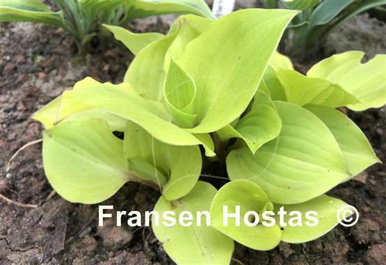 Hosta Crumb Cake