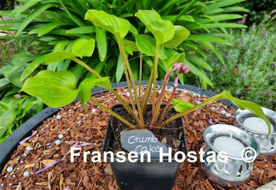 Hosta Crumb Cake