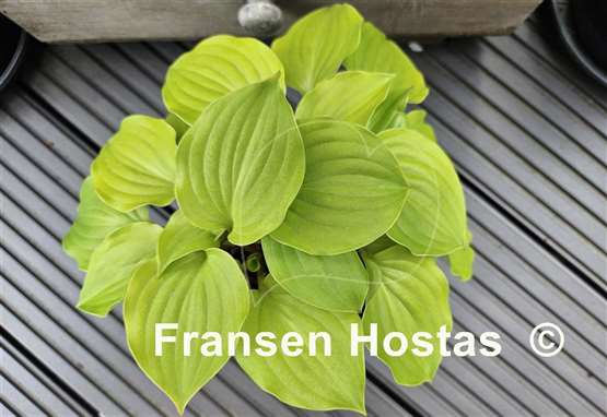 Hosta Crumb Cake
