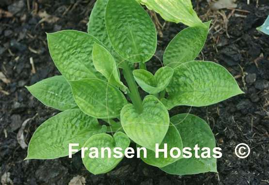 Hosta Crumples