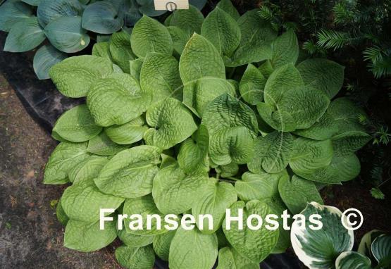 Hosta Crumples