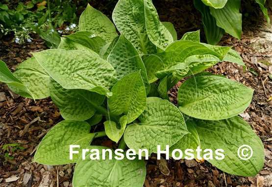 Hosta Crumples