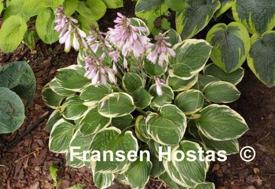 Hosta Crusader