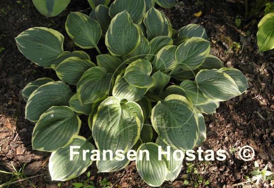 Hosta Crusader