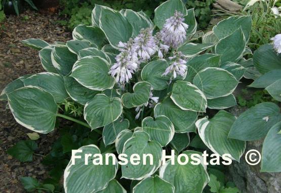 Hosta Crusader
