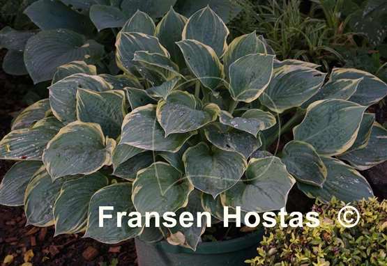 Hosta Crusader