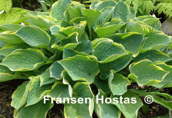 Hosta Crusader