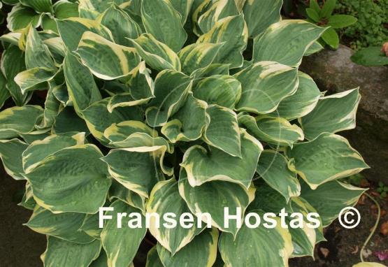 Hosta Crusader