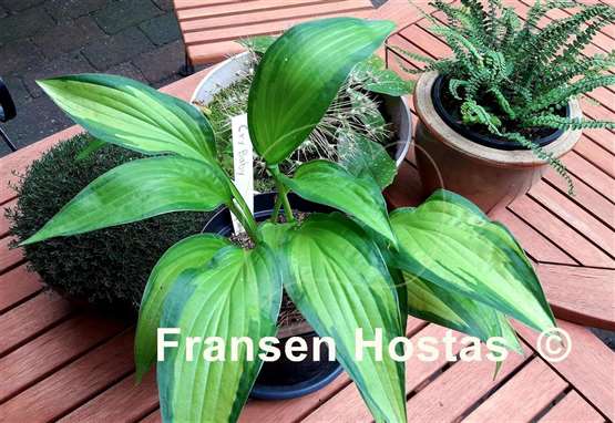 Hosta Cry Baby