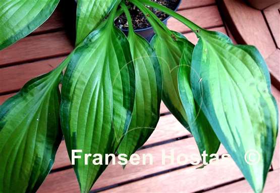 Hosta Cry Baby