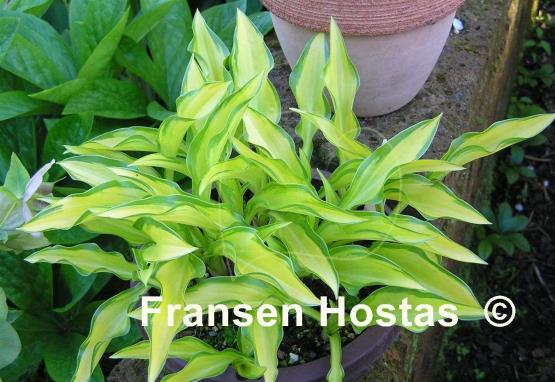 Hosta Cry Baby