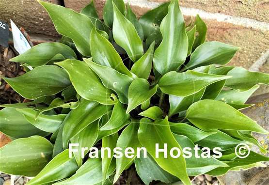 Hosta Crystal Dixie