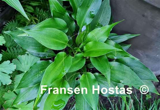 Hosta Crystal Dixie