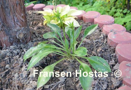 Hosta Crystal Chimes