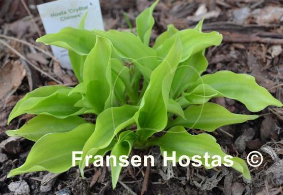 Hosta Crystal Chimes