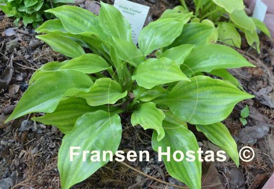 Hosta Crystal Chimes