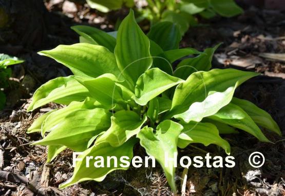 Hosta Crystal Chimes