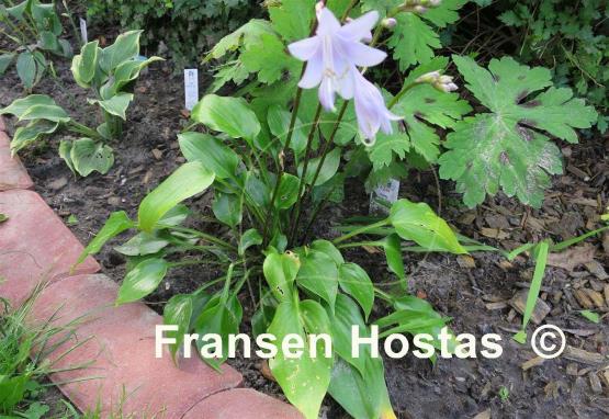 Hosta Crystal Dixie