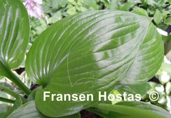 Hosta Crystal Fountain