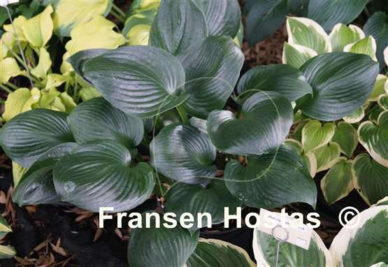 Hosta Cup of Grace