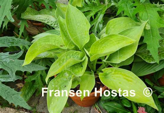 Hosta Cup Of Joy Fransen Hostas Hosta Cup Of Joy Fransen Hostas