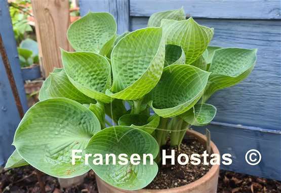 Hosta Cup Of Joy Fransen Hostas Hosta Cup Of Joy Fransen Hostas