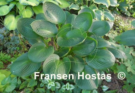 Hosta Cup of Grace