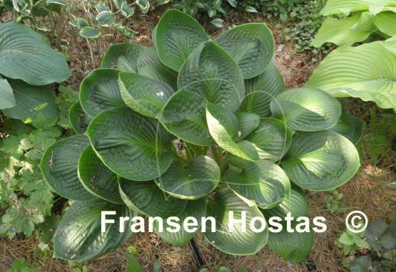 Hosta Cup of Grace