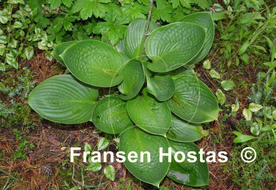 Hosta Cup of Grace