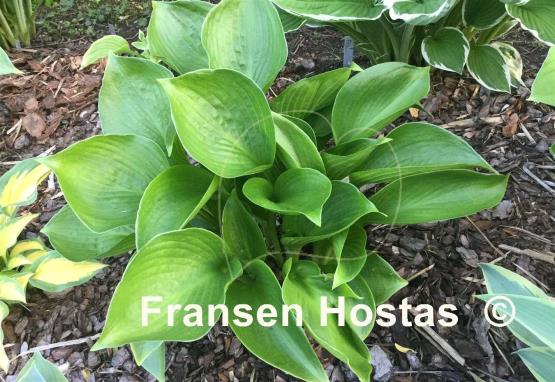 Hosta Cup of Grace