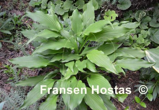 Hosta Curls