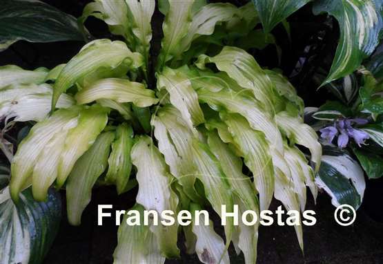 Hosta Curly Fries