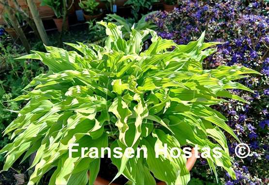 Hosta Curly Fries