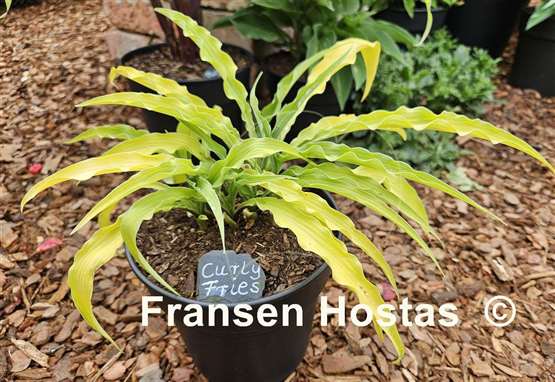 Hosta Curly Fries