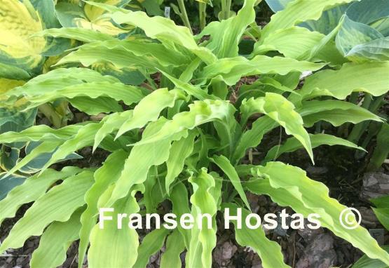 Hosta Curly Fries