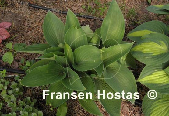 Hosta Curtain Call