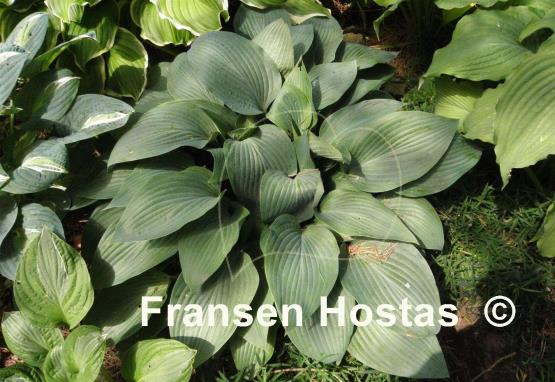 Hosta Curtain Call