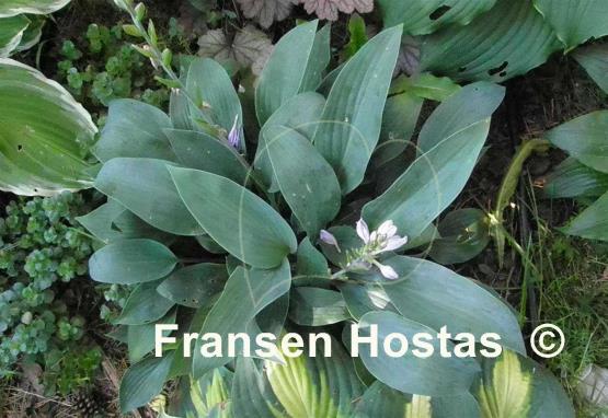 Hosta Curtain Call