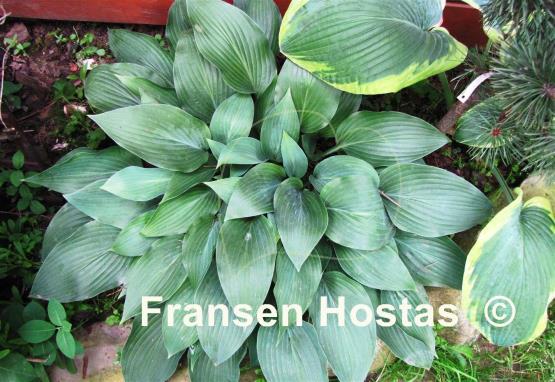 Hosta Curtain Call