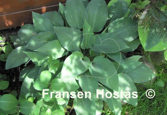 Hosta Curtain Call