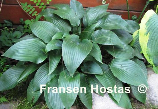 Hosta Curtain Call