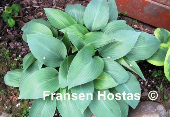 Hosta Curtain Call