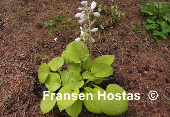 Hosta Curve Ball