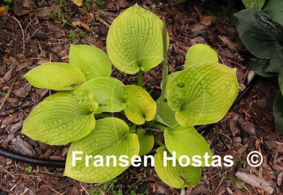 Hosta Curve Ball